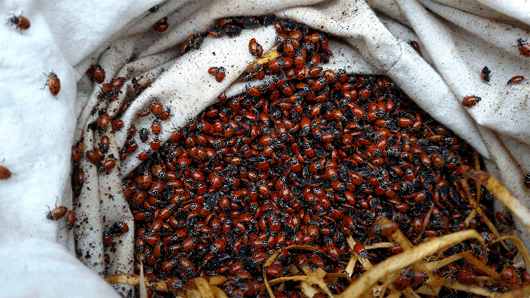 ladybugs-in-bag.gif