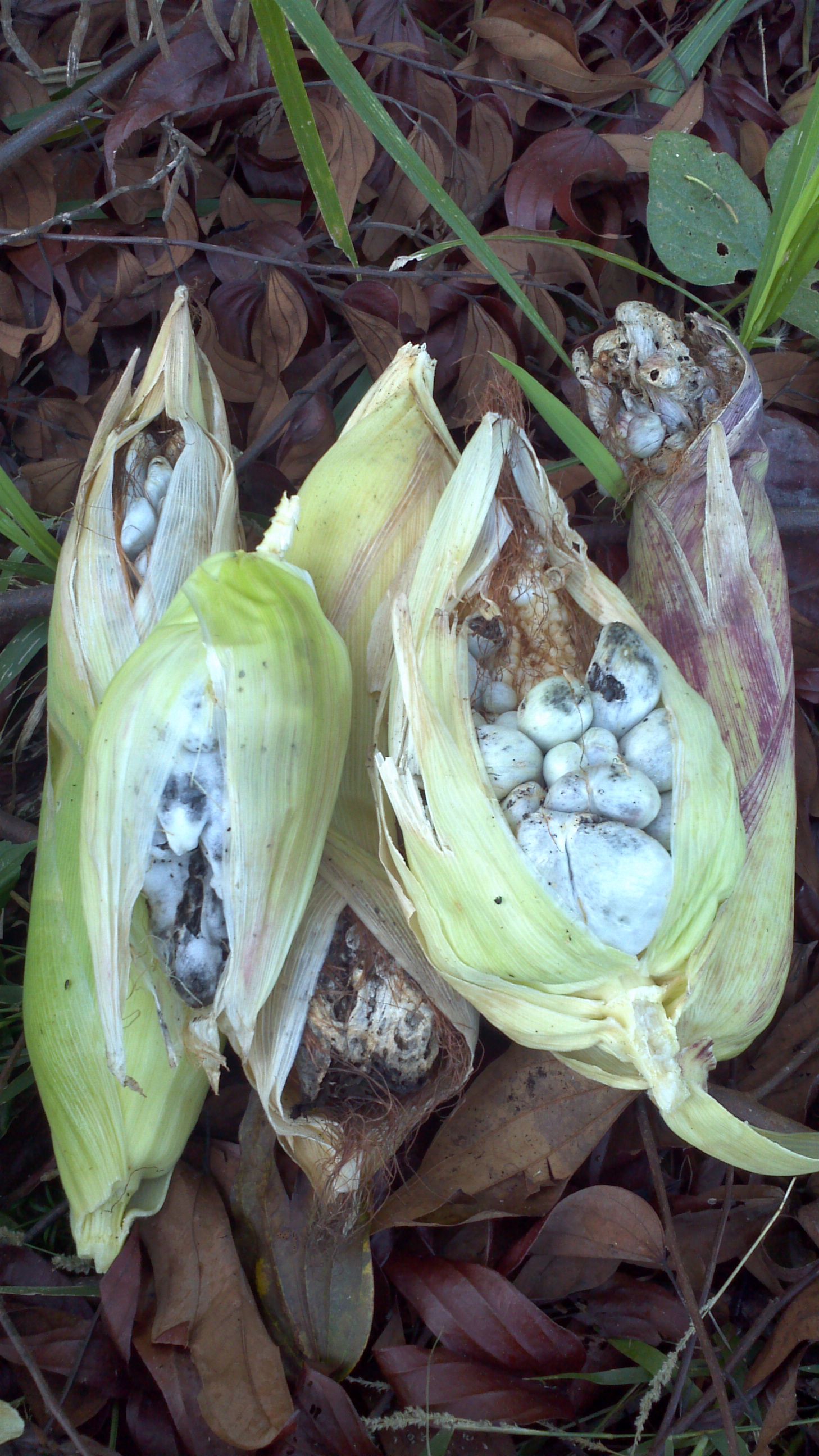 Quesadillas de Huitlacoche (Ustilago maydis) como comer un hongo exquisito,  receta simple. — Steemit