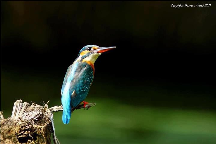 kingfisher.jpg