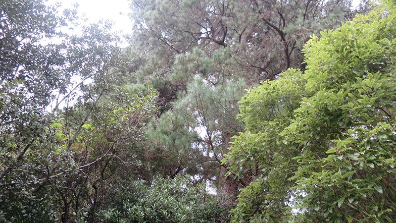 nature.jpg