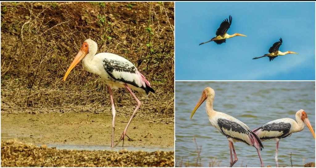 Painted stork collage_1024x768.jpg