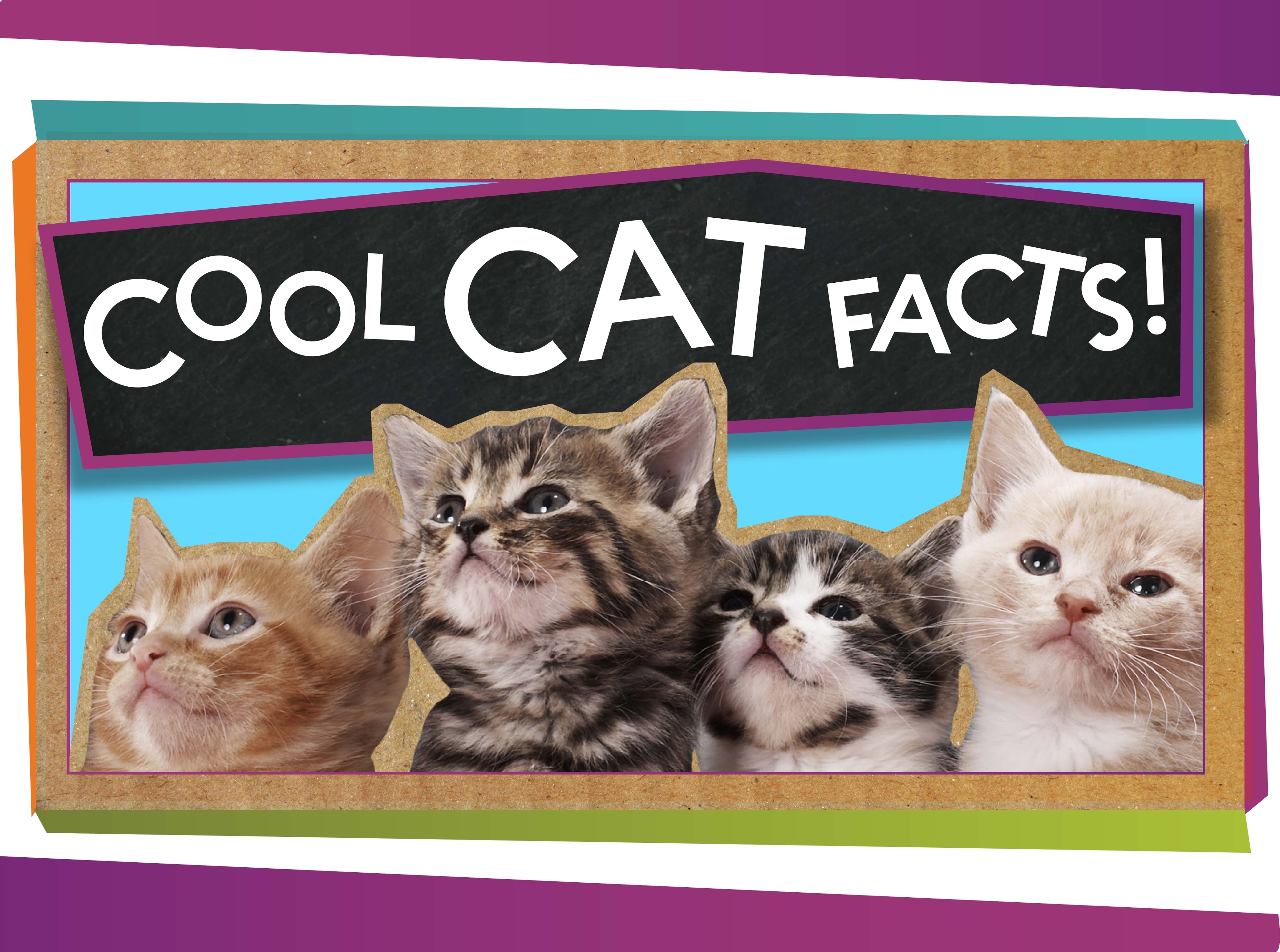 Three cool cats перевод. About Cats. Cats information. Interesting facts about Cats. Cats fact text.