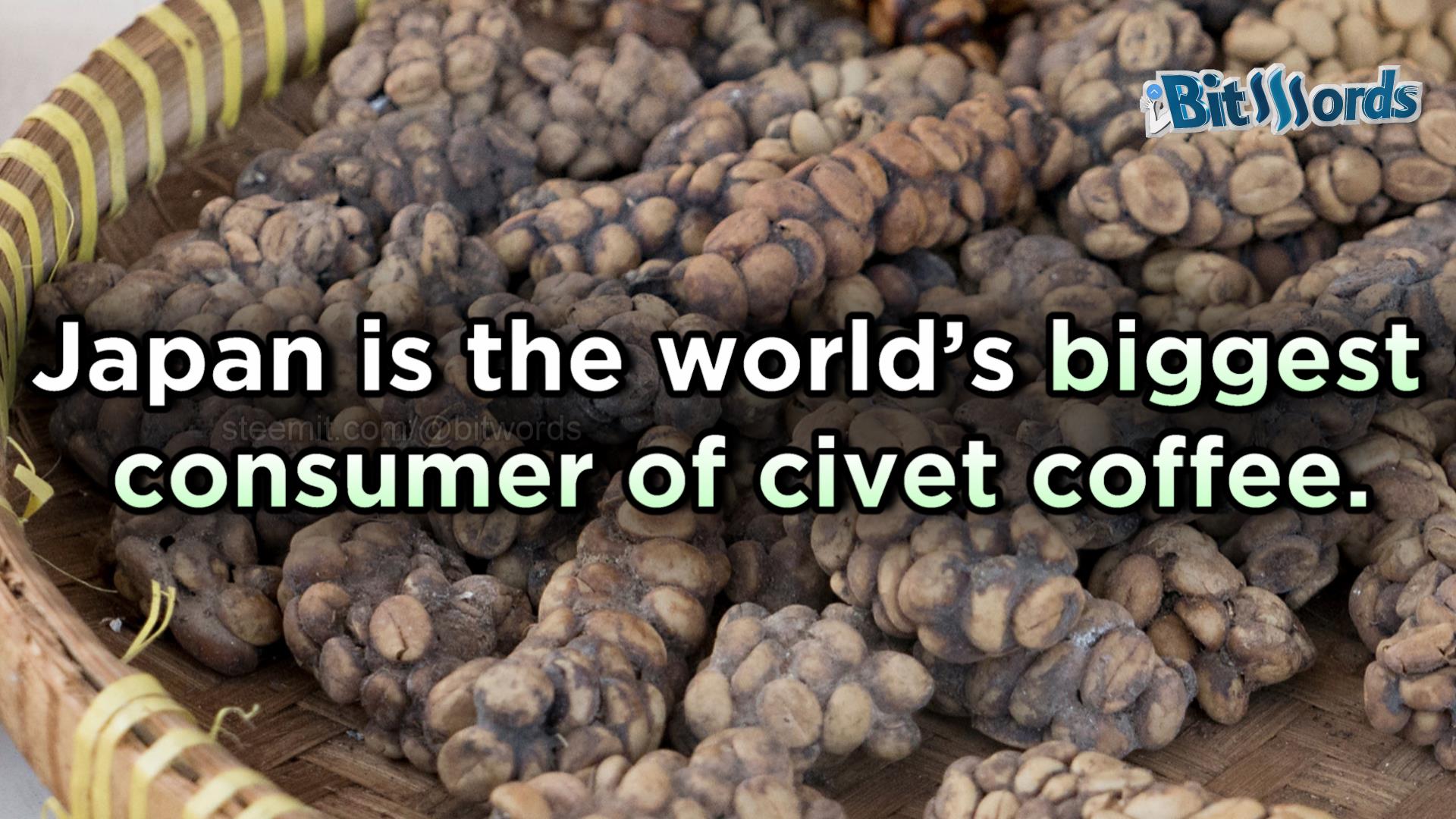 bitwords steemit most expensive coffe kopi luwark (3).jpg