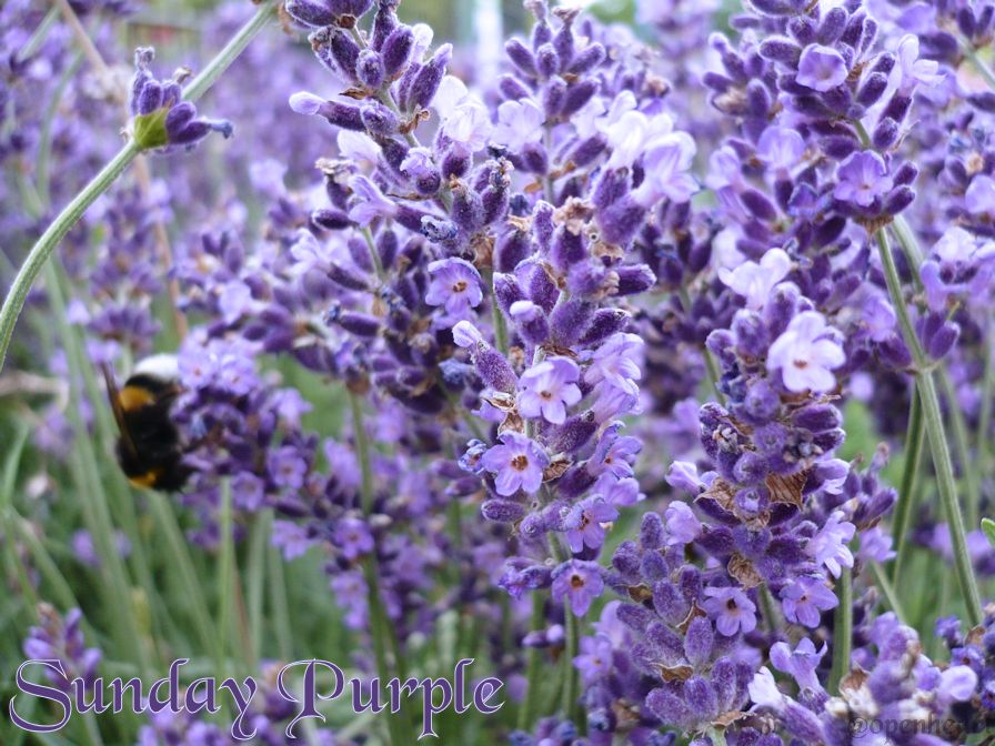 Sunday Purple Lavendel.jpg