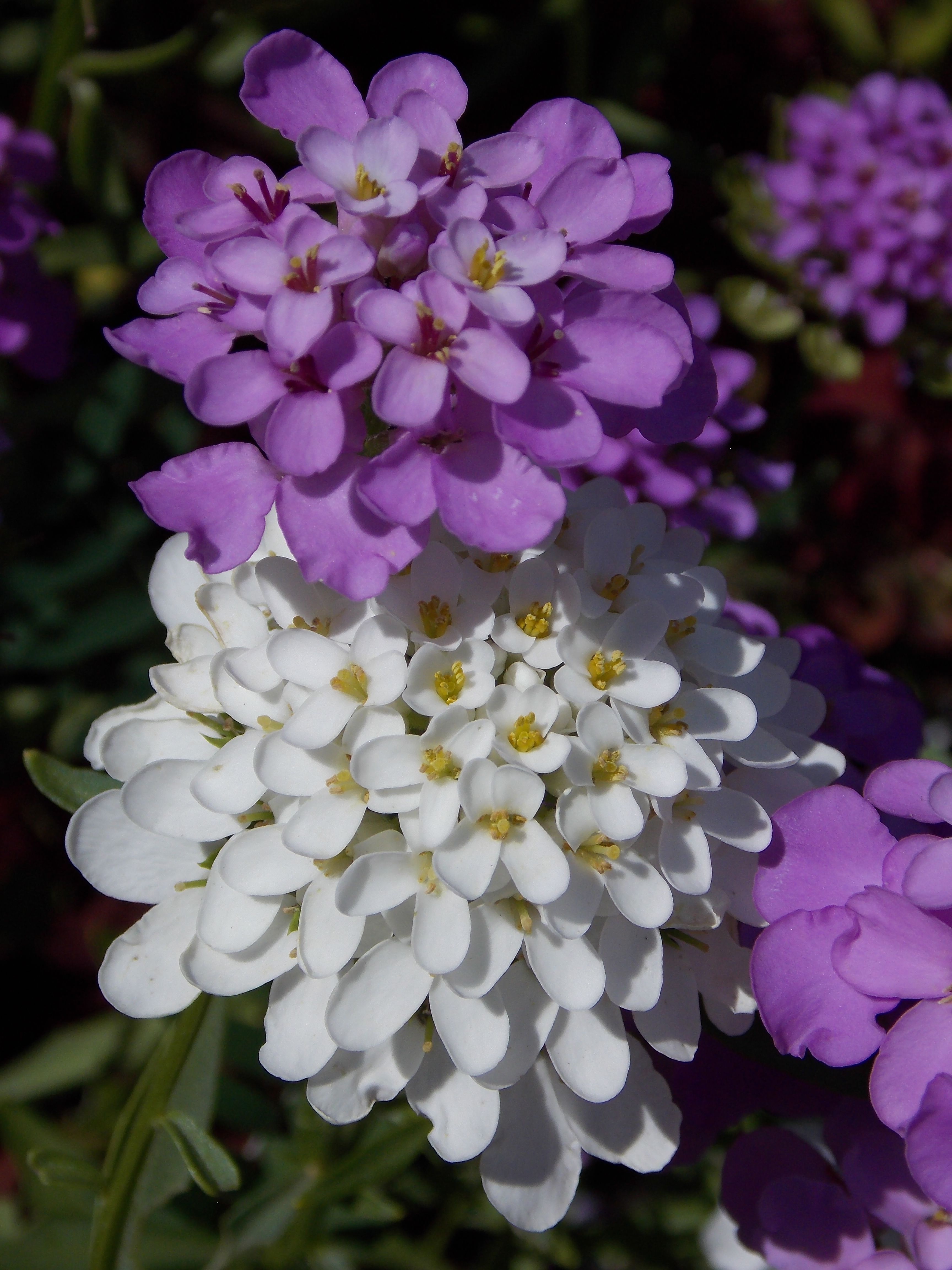 DSCN6557.JPG