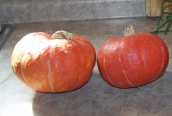 Kabucha squash crop Oct. 2016.jpg