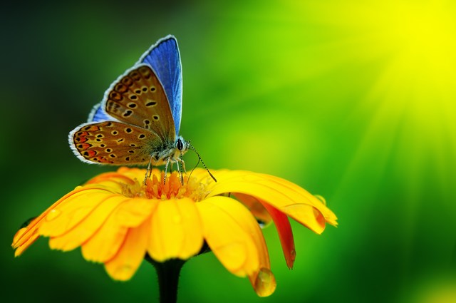 mini-butterfly-images (8).jpg