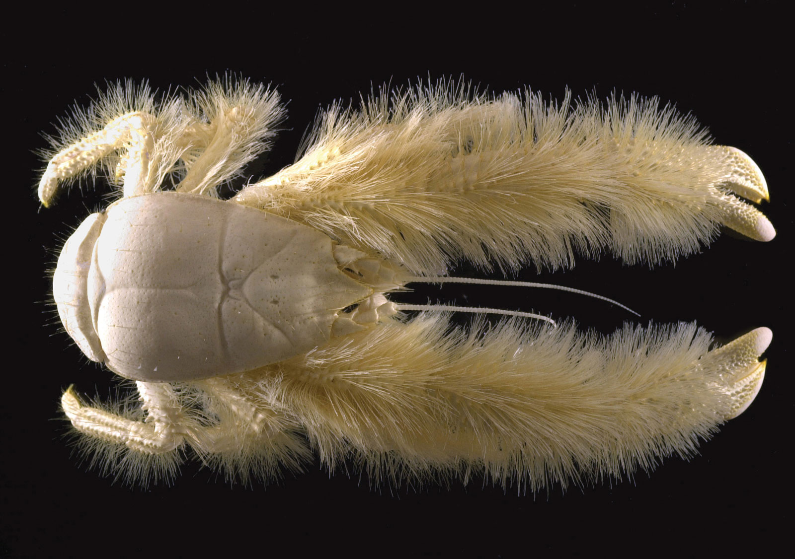 13-Yeti-Crab.jpg