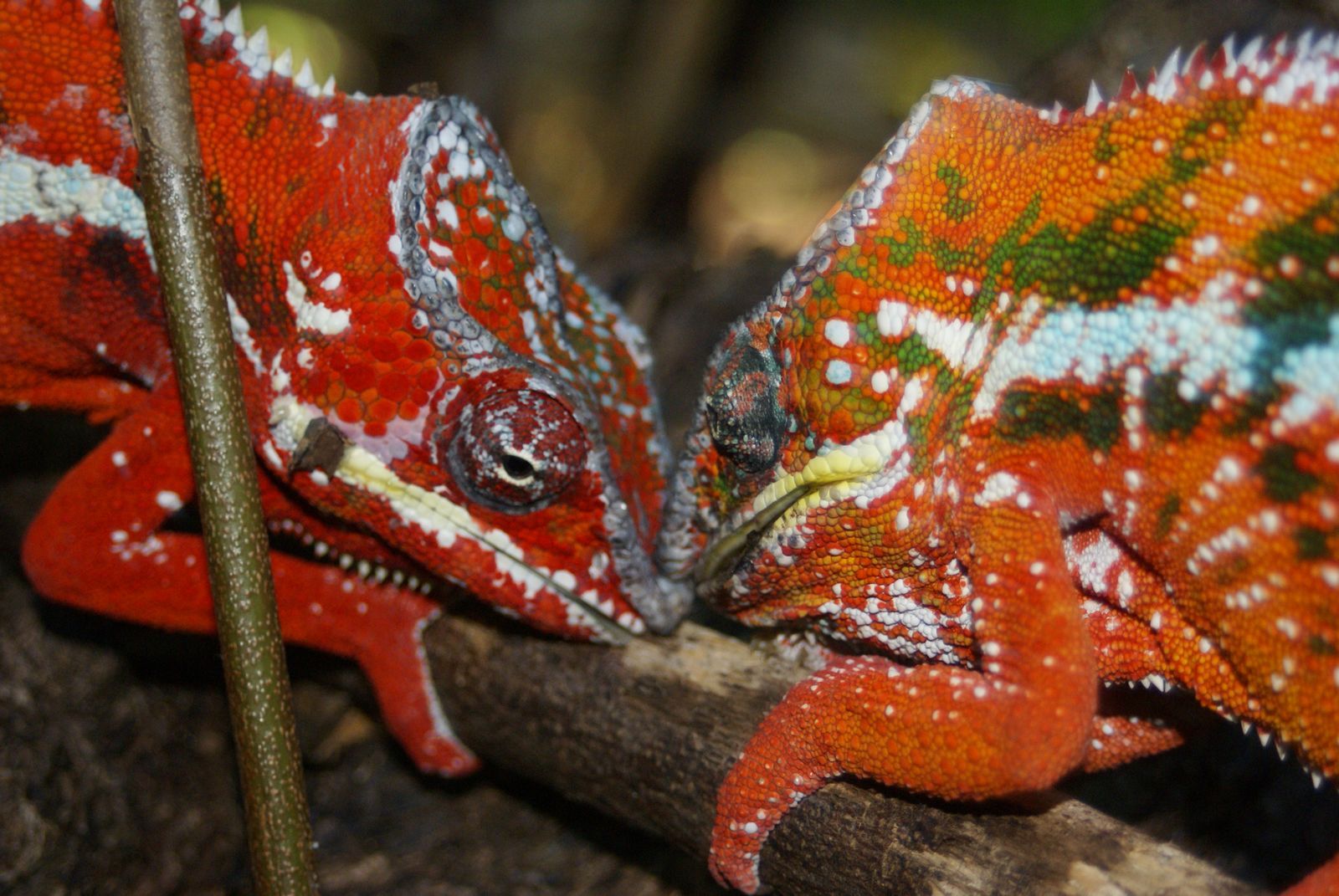 Саламандра хамелеон. Фусифер пардалис хамелеон. Secret Chameleon. Furcifer nosi Misa. Animals that change Color:.