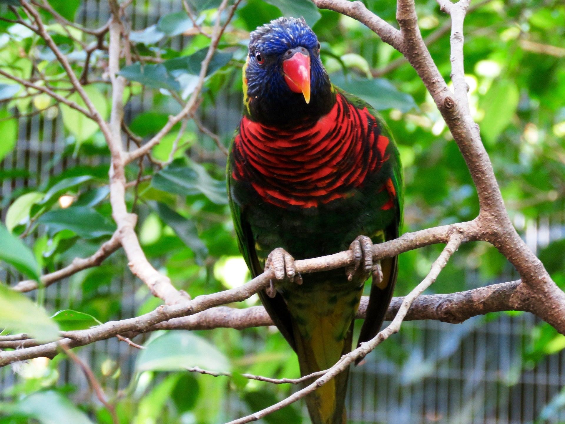 smiling-blue-red-macaw.jpg