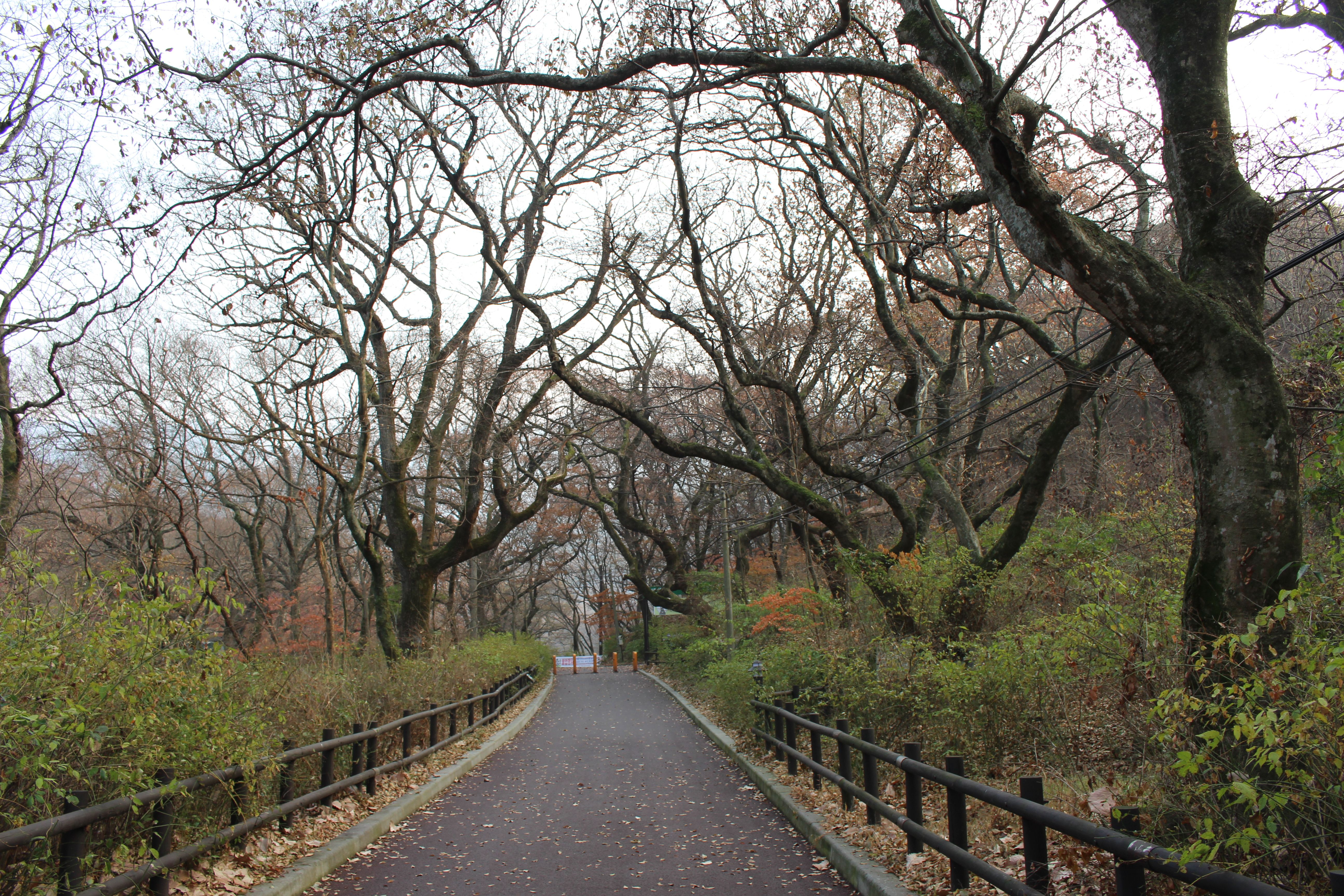 Late Autumn, On the way to the Gapsa Temple, Korea