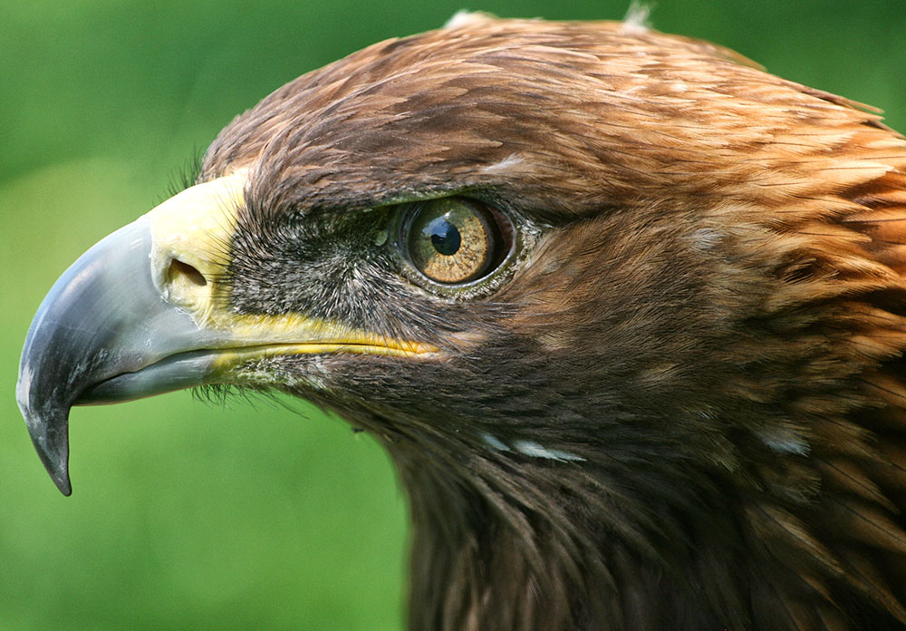 golden-eagle.jpg