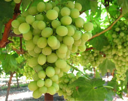 grapes-250x250.jpg