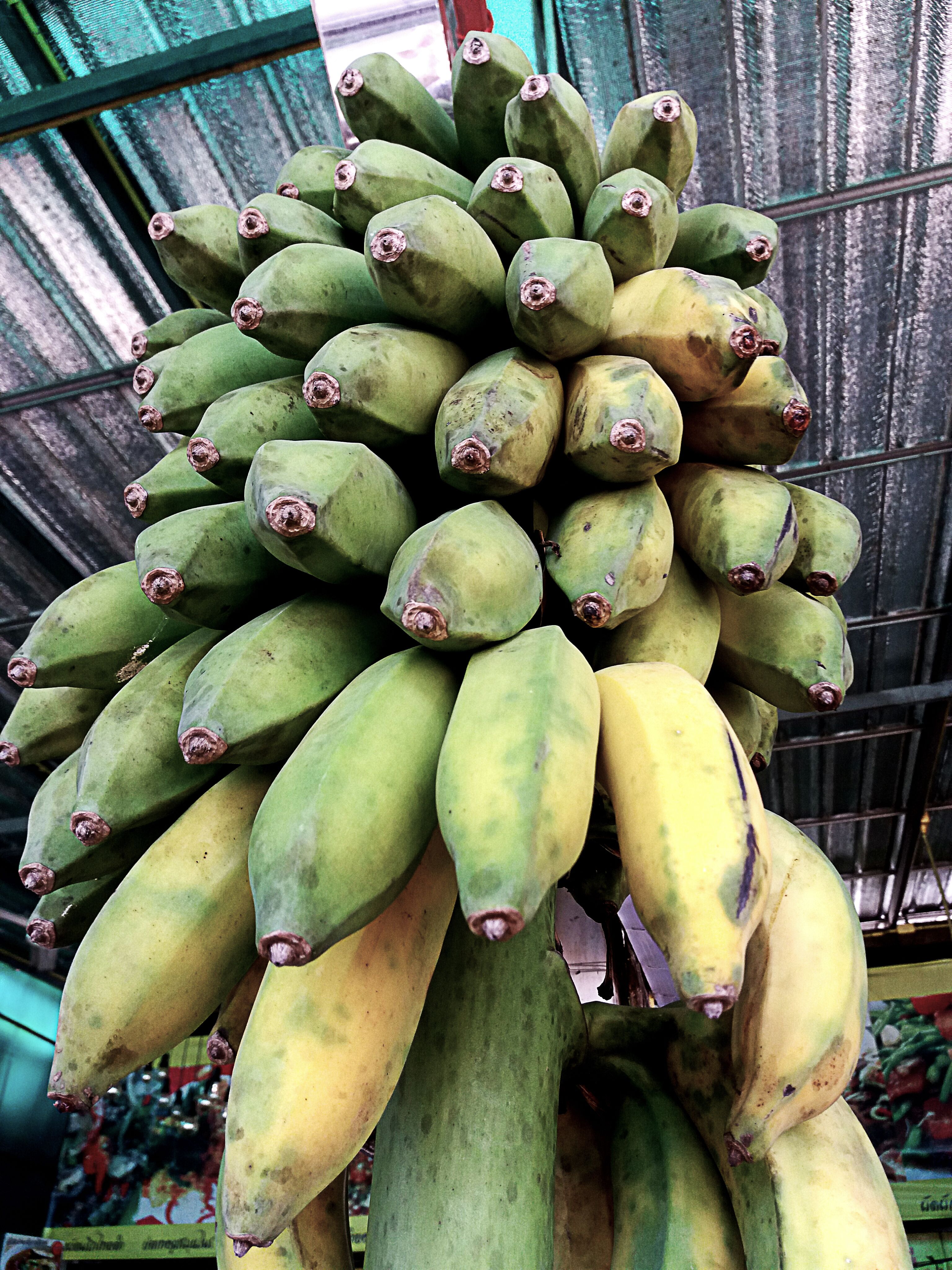 bunch of bananas.jpg
