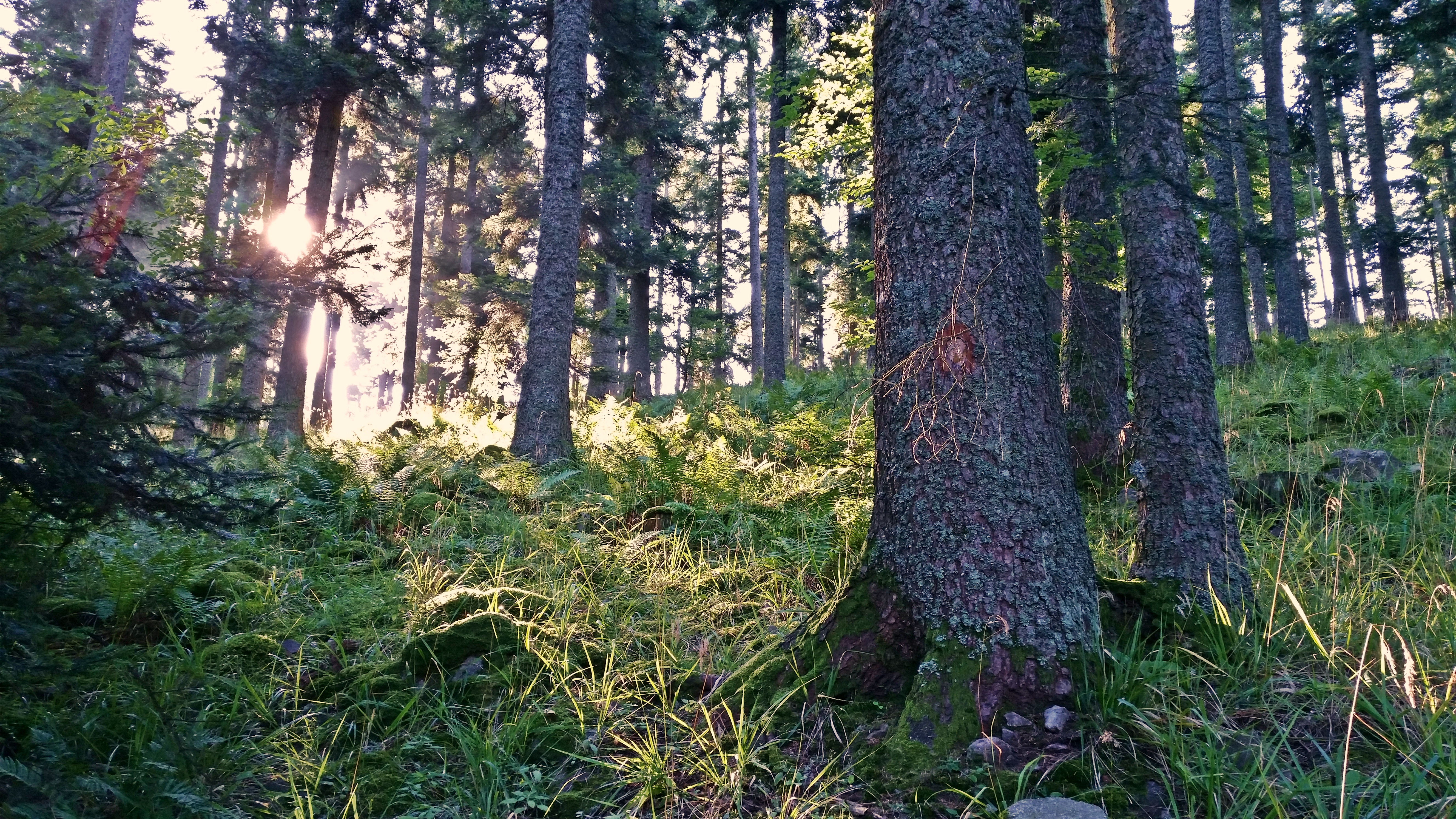 rayons du matin.jpg