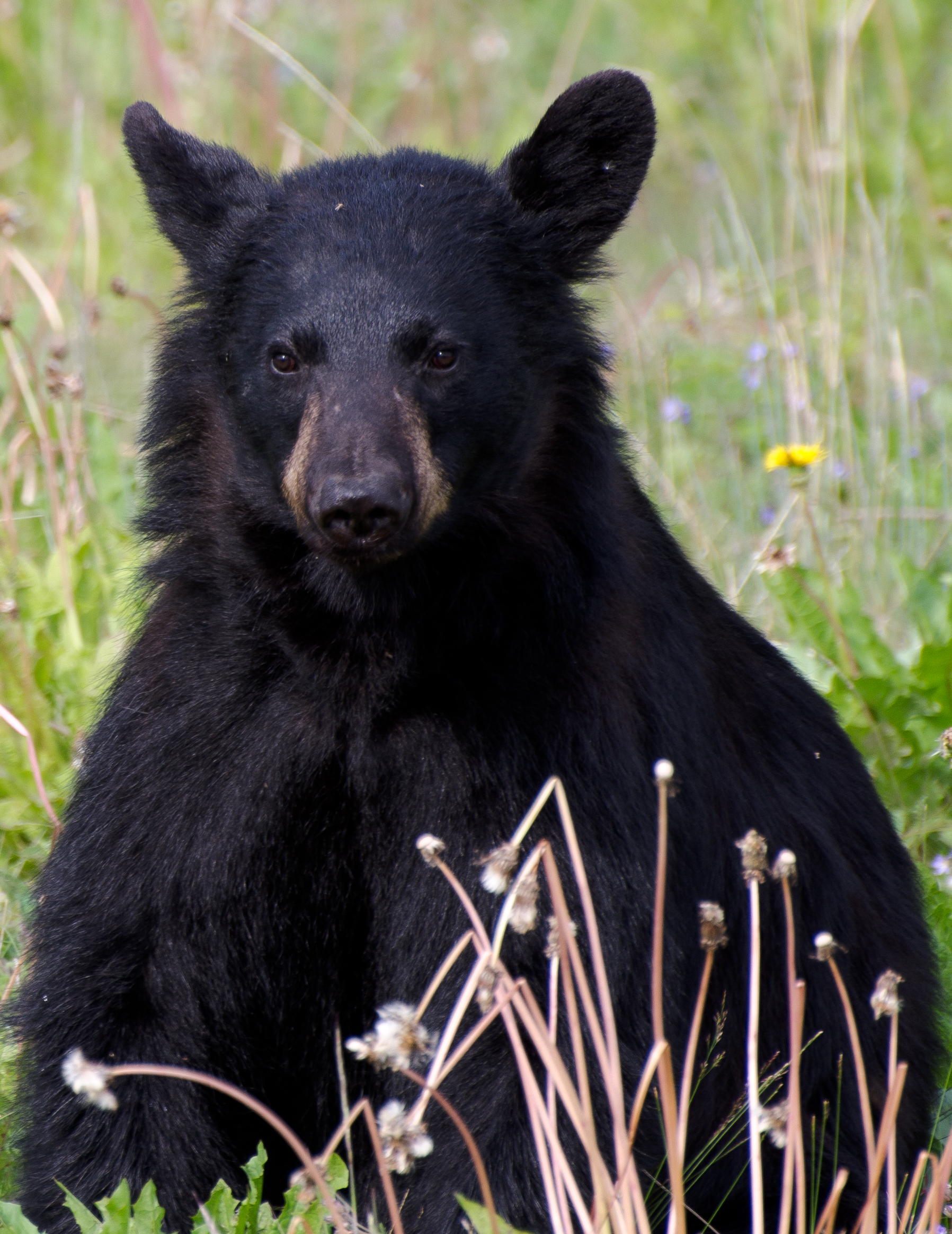 black-bear-sitting_5928548894_o.jpg