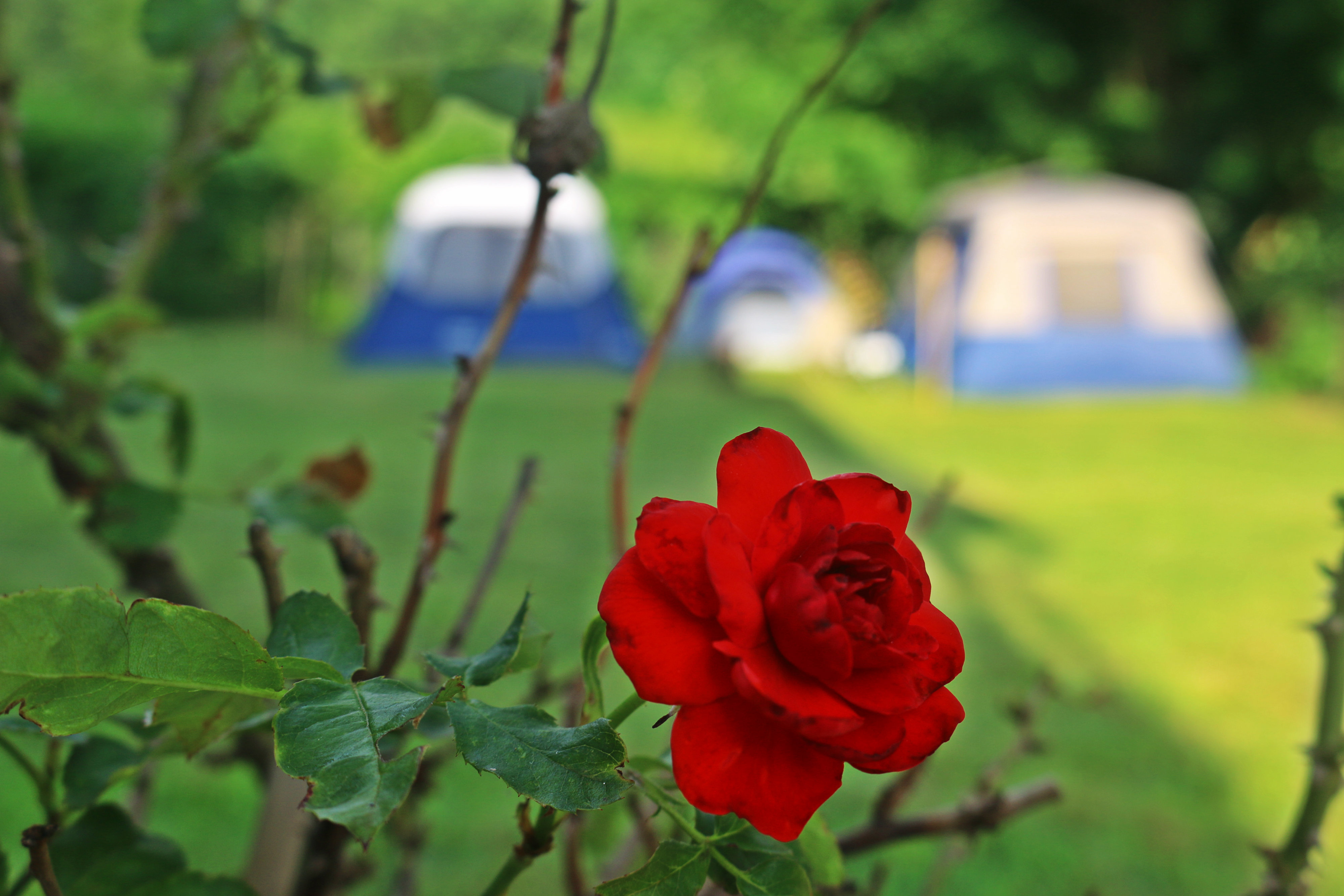 rose tent.jpg