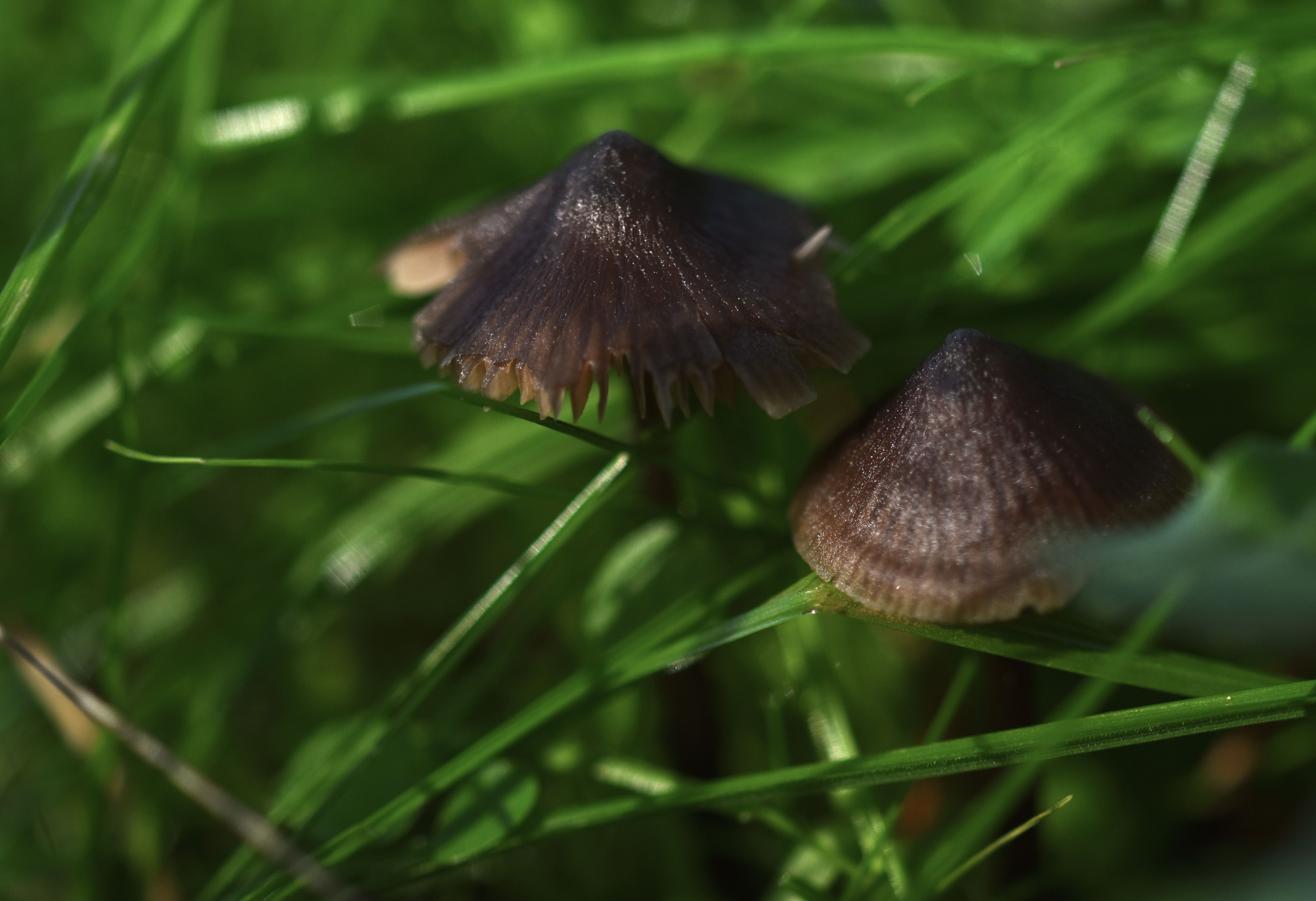 mushrooms grass 1.jpg