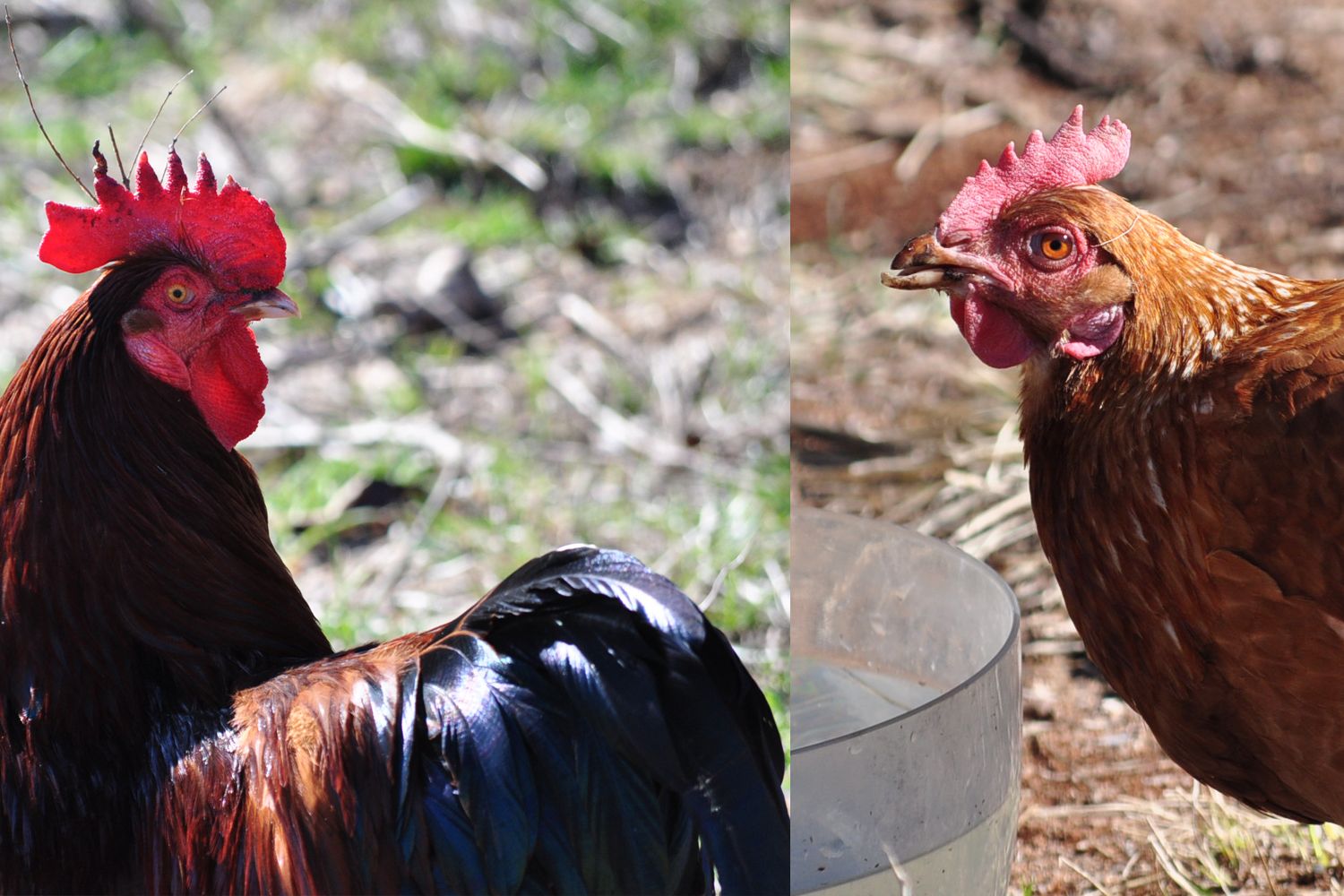 chickens.jpg