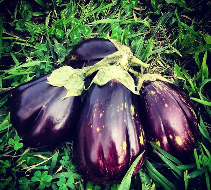 The eggplants Harvesting the first ones. English Version. — Steemit