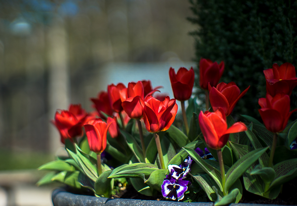 06-04-2018-flowers-red-03306.jpg