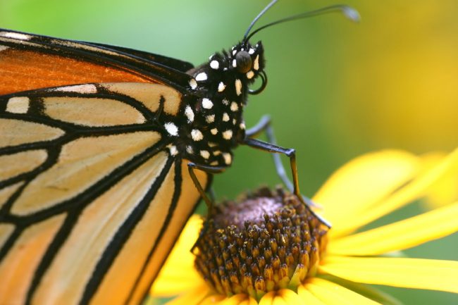 monarch-butterfly-650x433.jpg