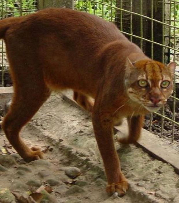 espece-menacee-un-chat-sauvage-extremement-rare-repere-a-borneo-illustration-credit-photo-jim-sanderson_23426_w620.jpg