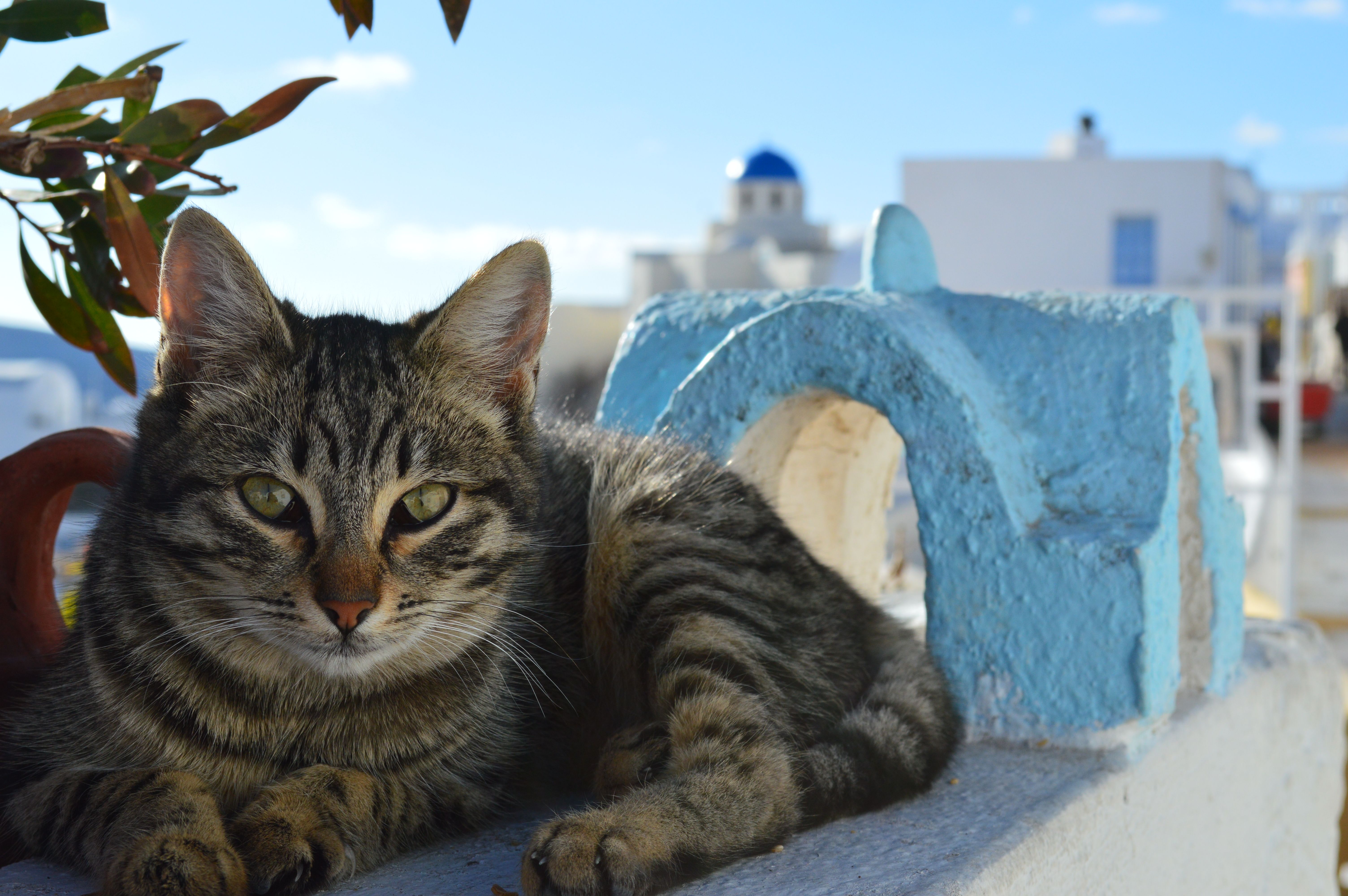 The cats  of the island of Santorini  Greece Photos by 
