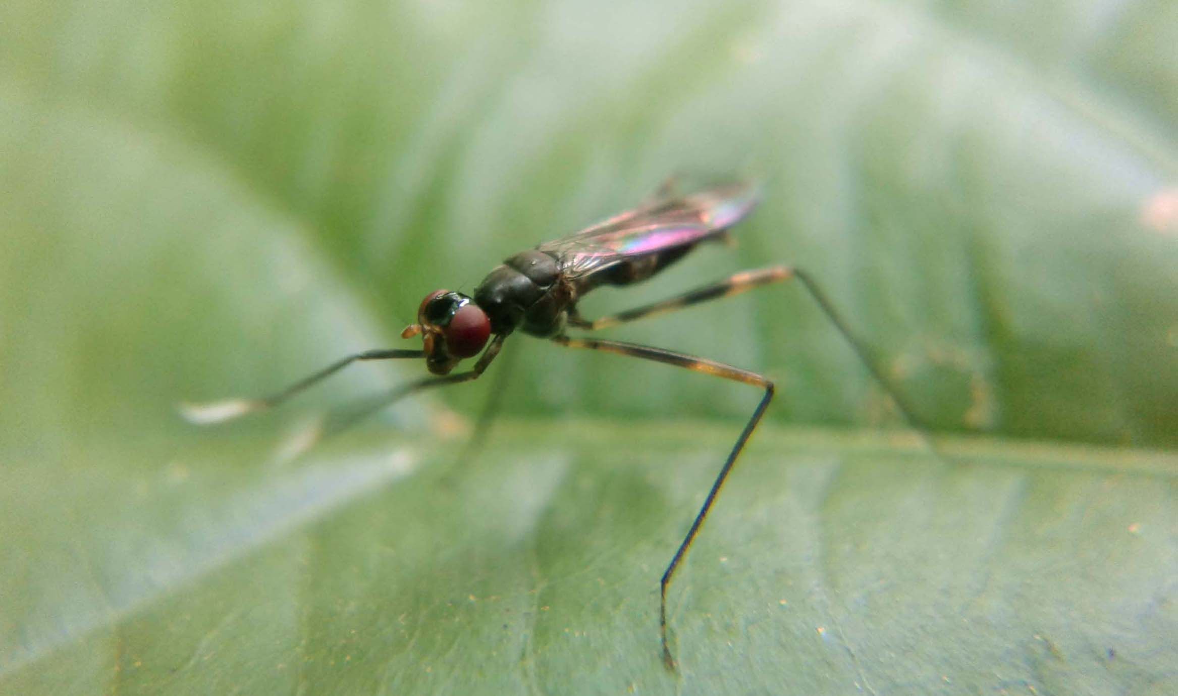 Macrophotography# Skinny Flies — Steemit