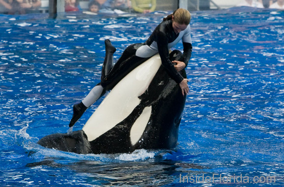 shamu_girl1_920_medium.jpg