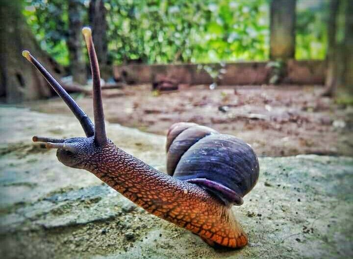 snail-01.jpeg