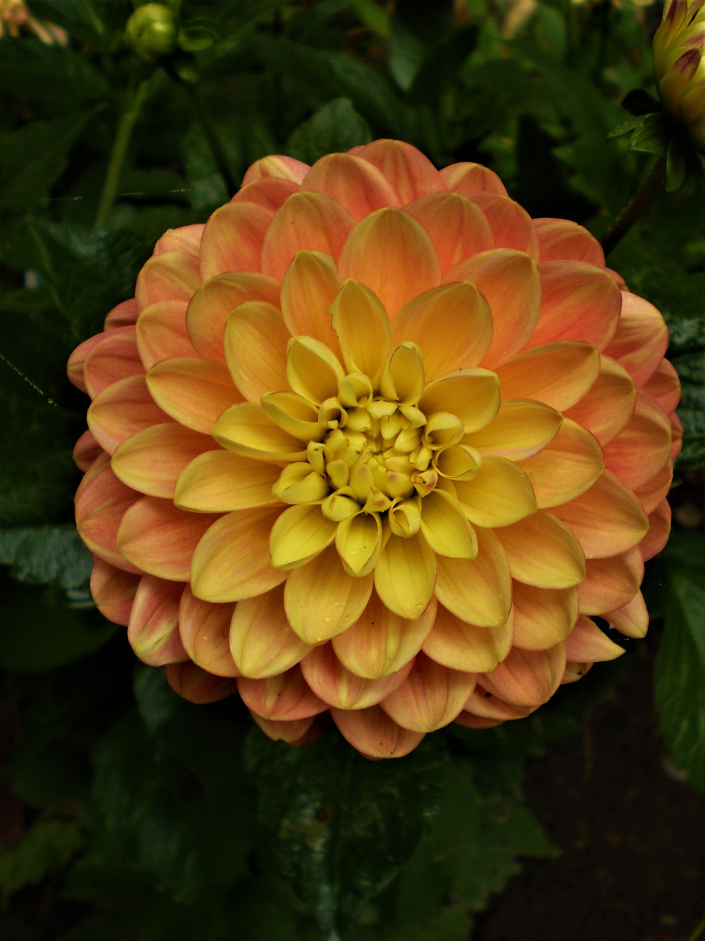 dahlia-3079223_1920.jpg