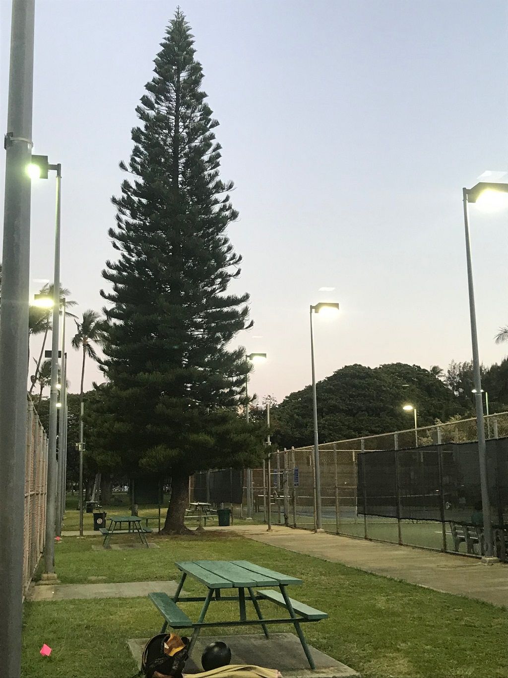 tall pine 1024.jpg