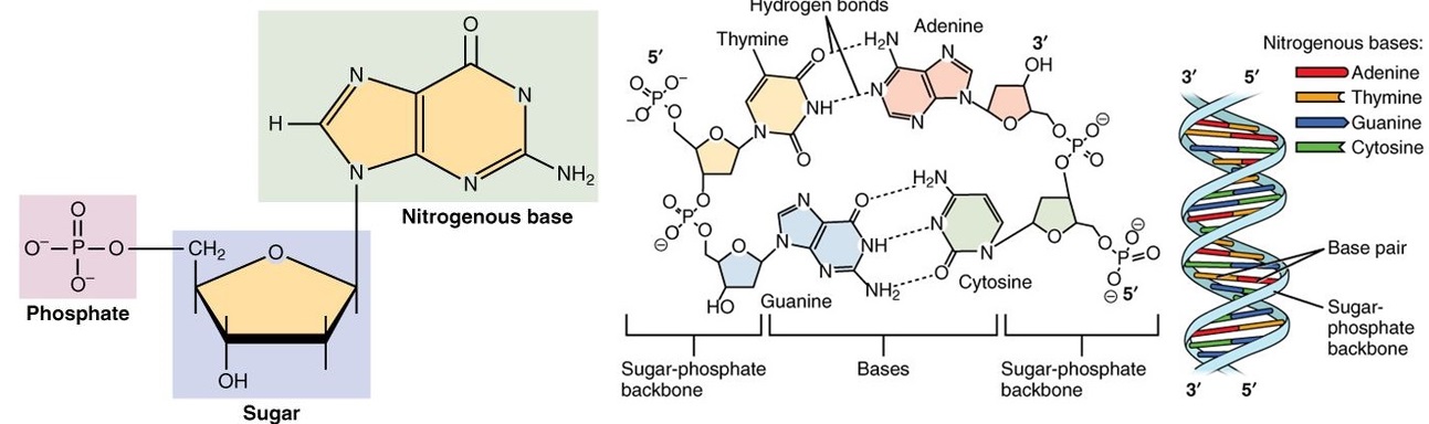 DNA structure.jpg