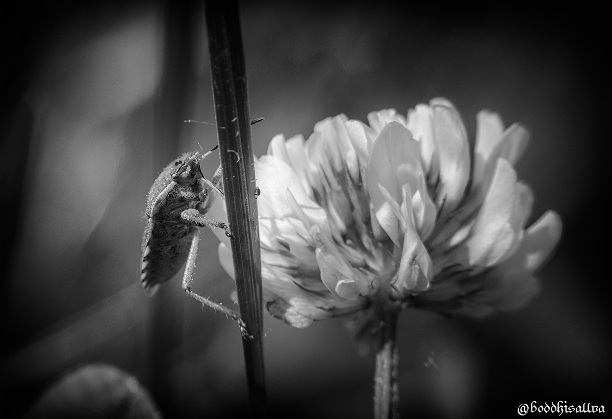 DSC_0017_bw.jpg