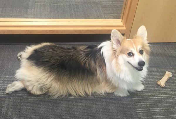 sploot6 bowserthecorgi twitter.jpg