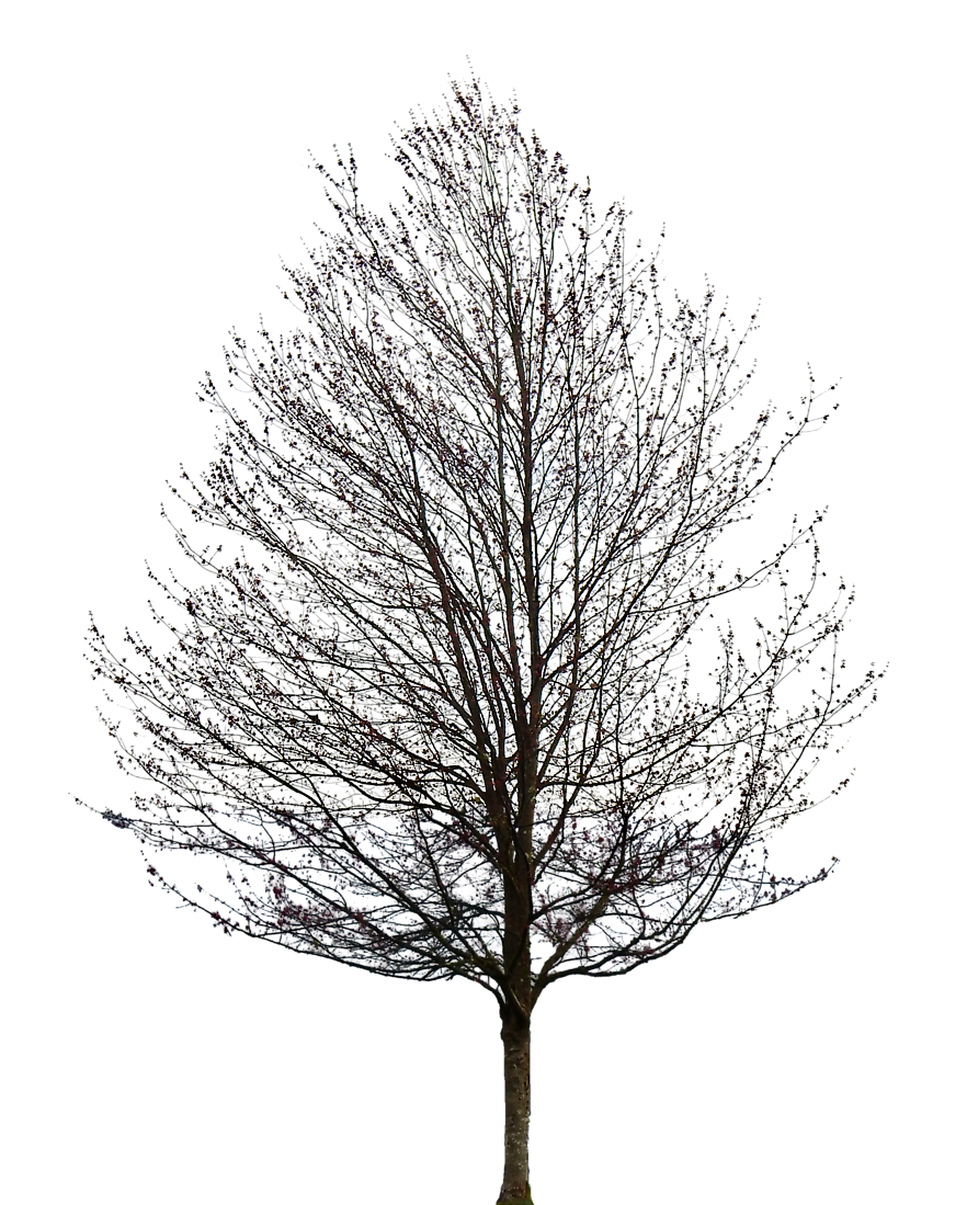 tree.png