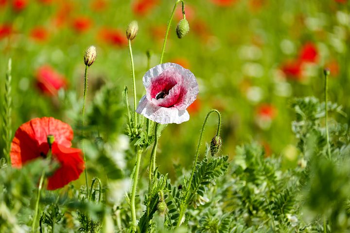 klatschmohn-2426965__480.jpg