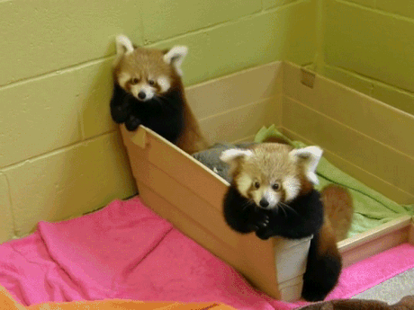 The Red Panda A Story Told Through Gifs Steemit The Red Panda A Story Told Through Gifs Steemit