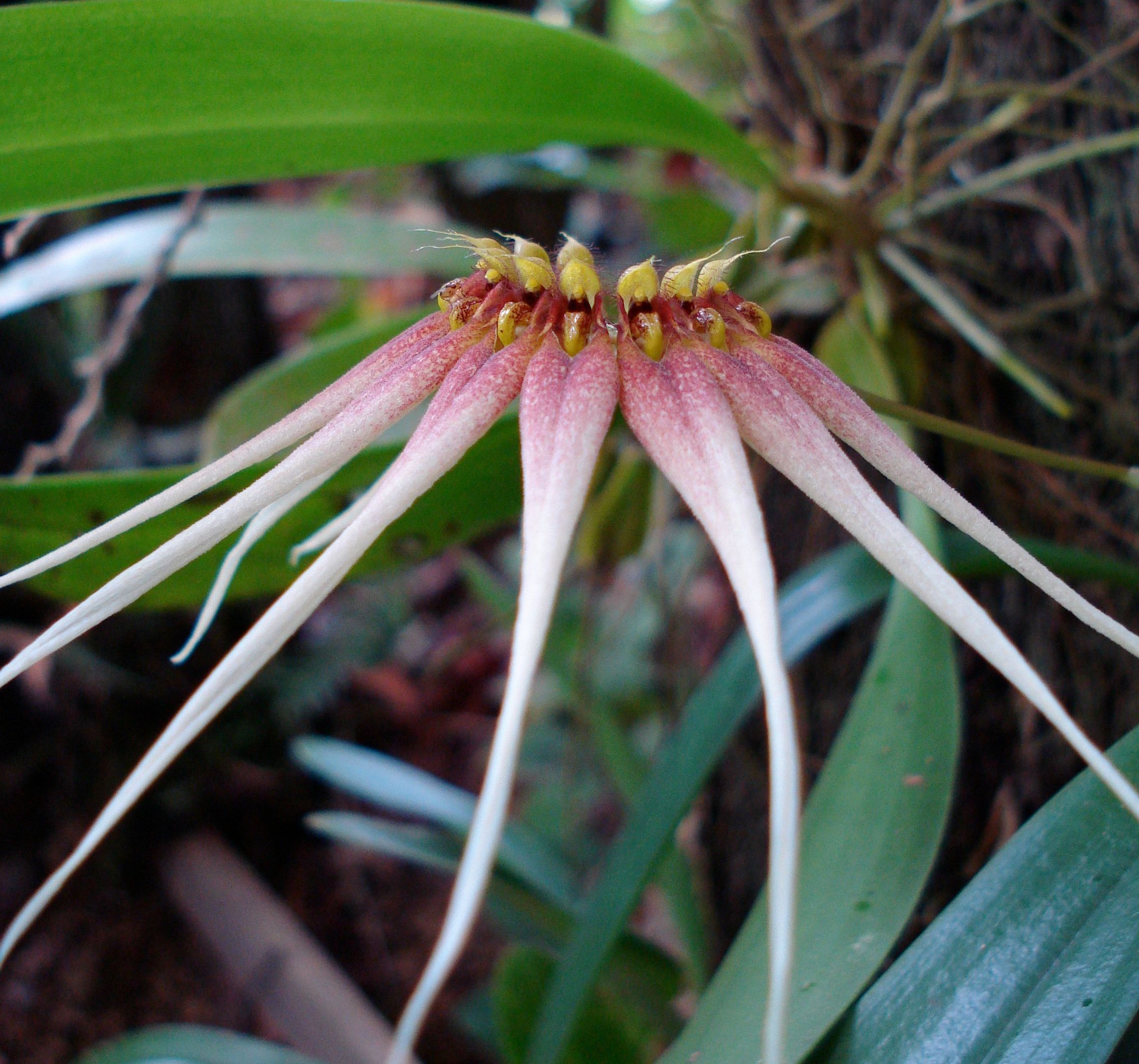 JH Borneo Cirrhopetalum  cercanthum flower cropped.jpeg