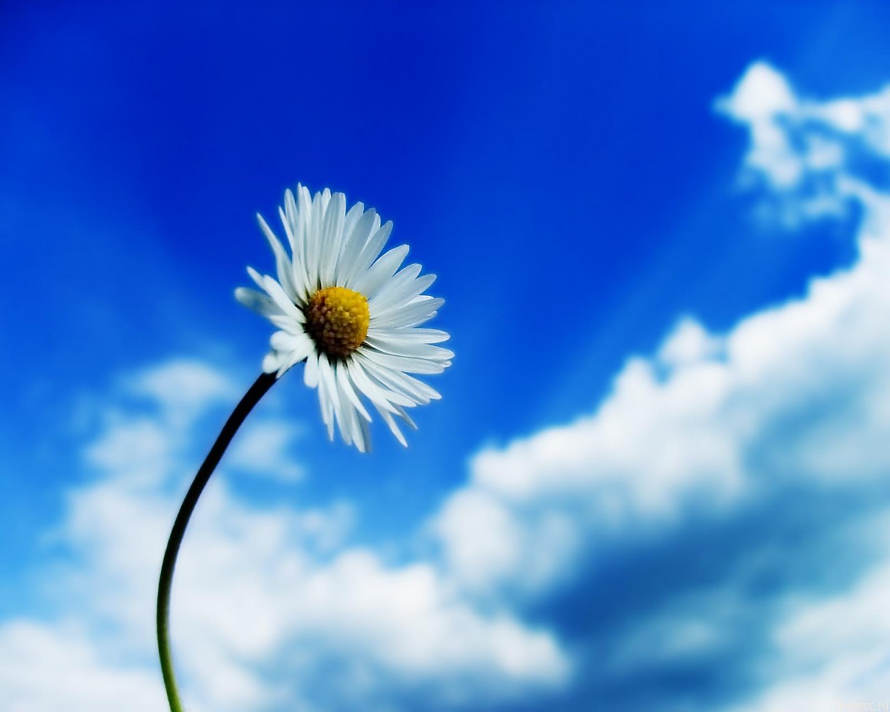 beautiful_sky_white_flower-1280x1024.jpg