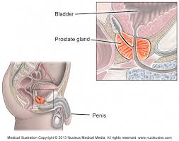 image prostate.jpg