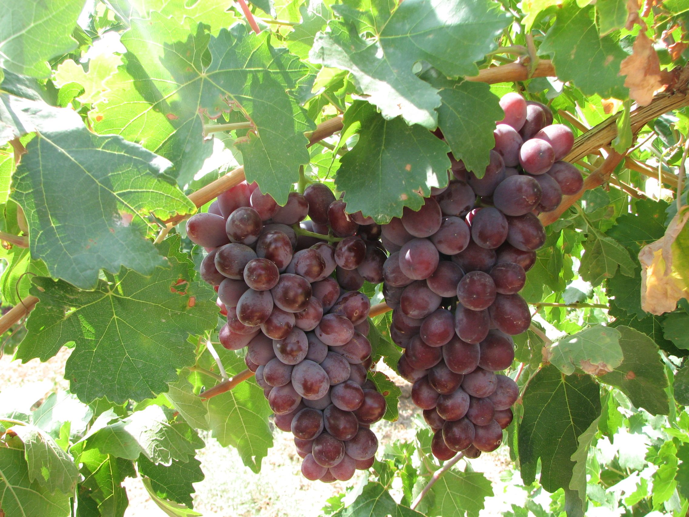 Астара Иран виноград