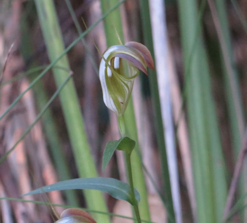 Orchids70 05.jpg