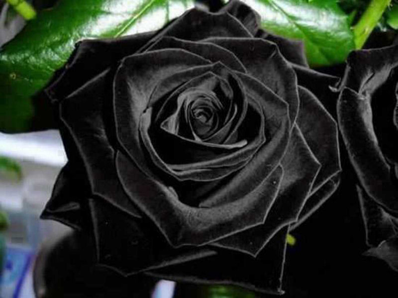 rosa_negra_Halfeti_01.jpg