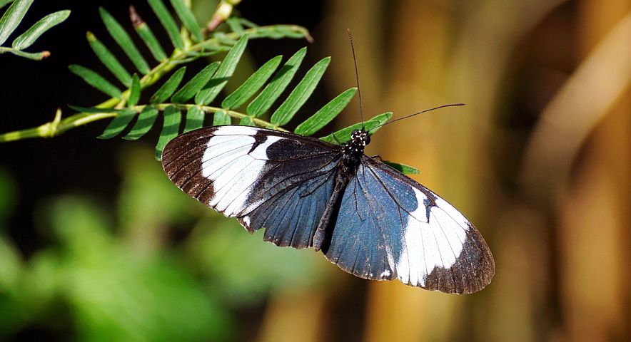 butterfly-3333182__480.jpg