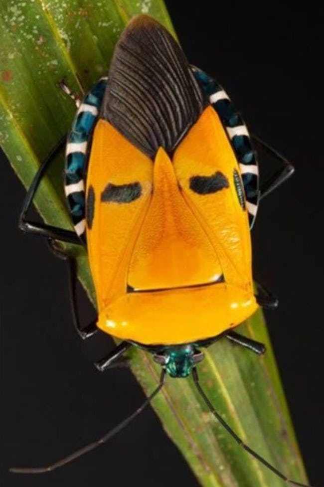 This Guy Is Called The Elvis Presley Shield Bug.jpg