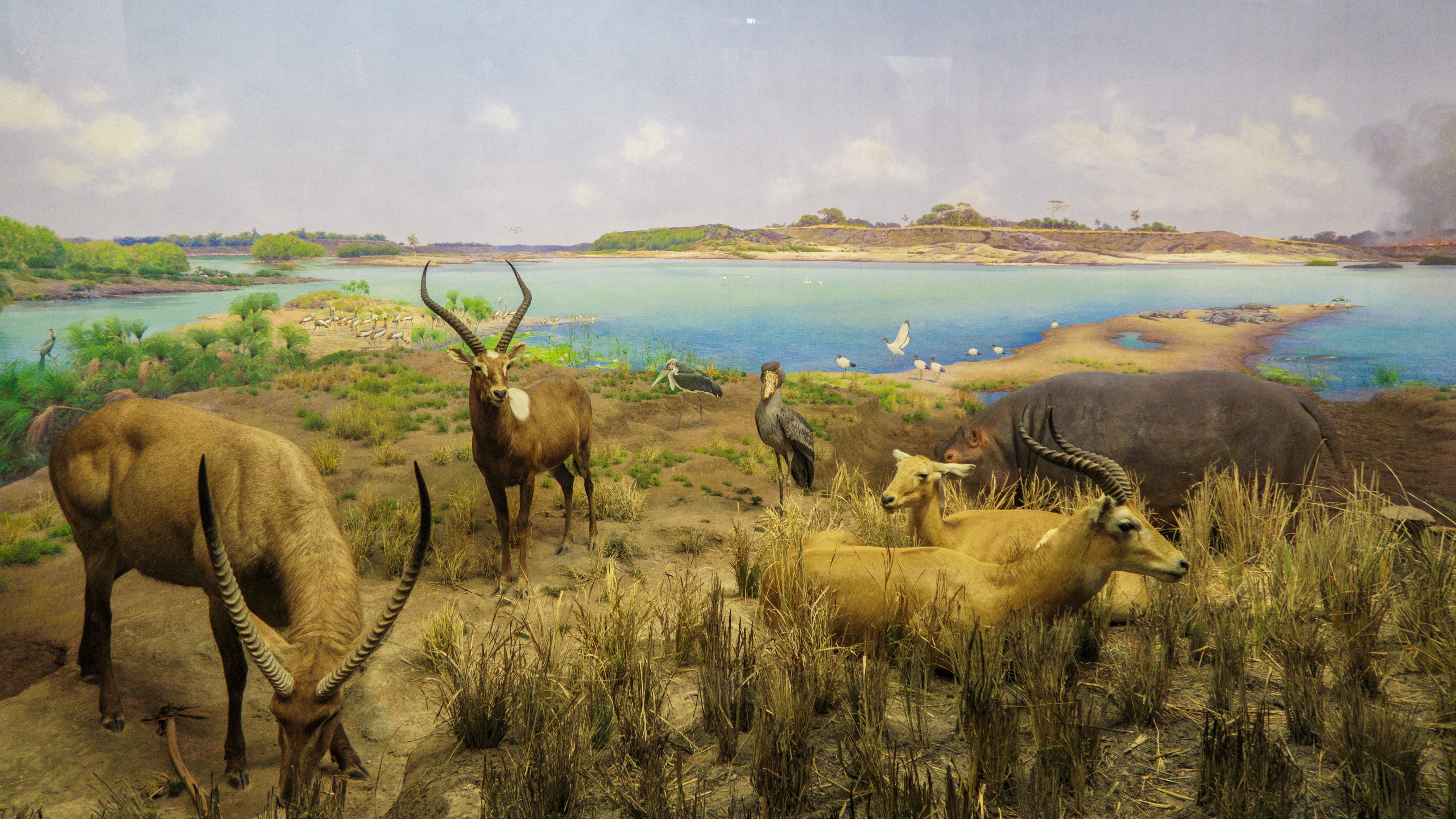 America Museum of Natural History_7.jpg