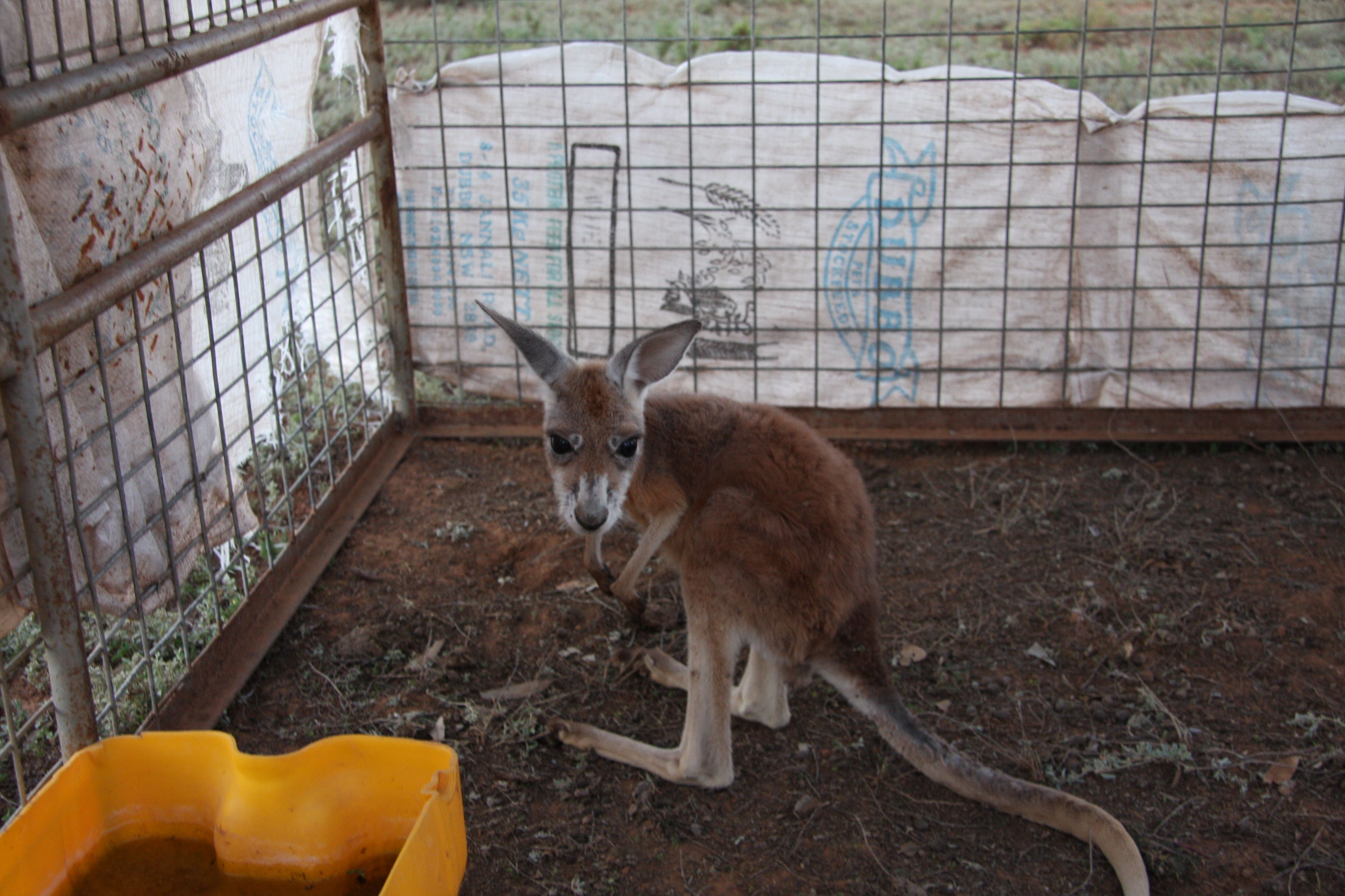 Macquarie Marshes 152.JPG