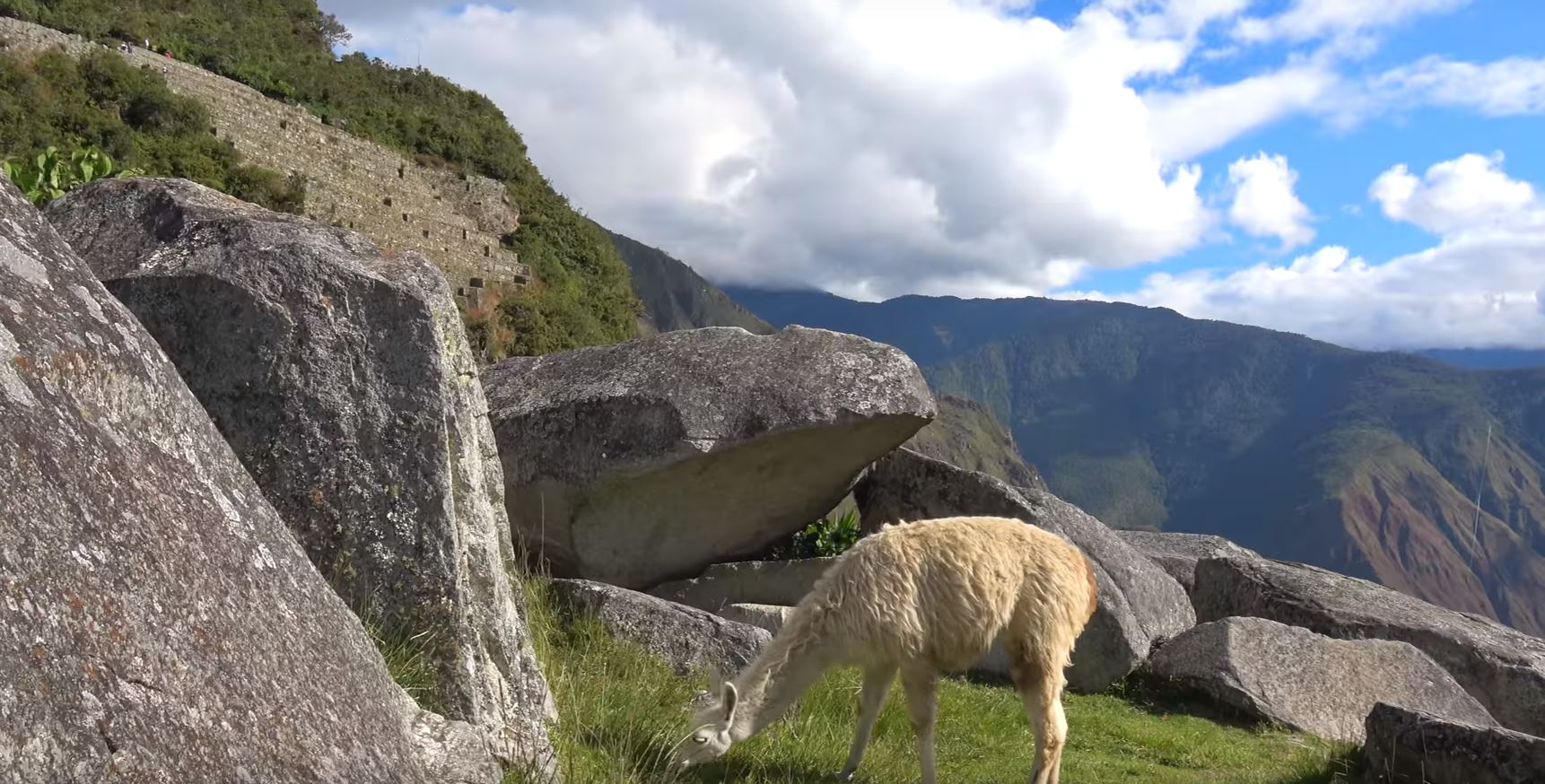 19 Machu Picchu Lama.JPG